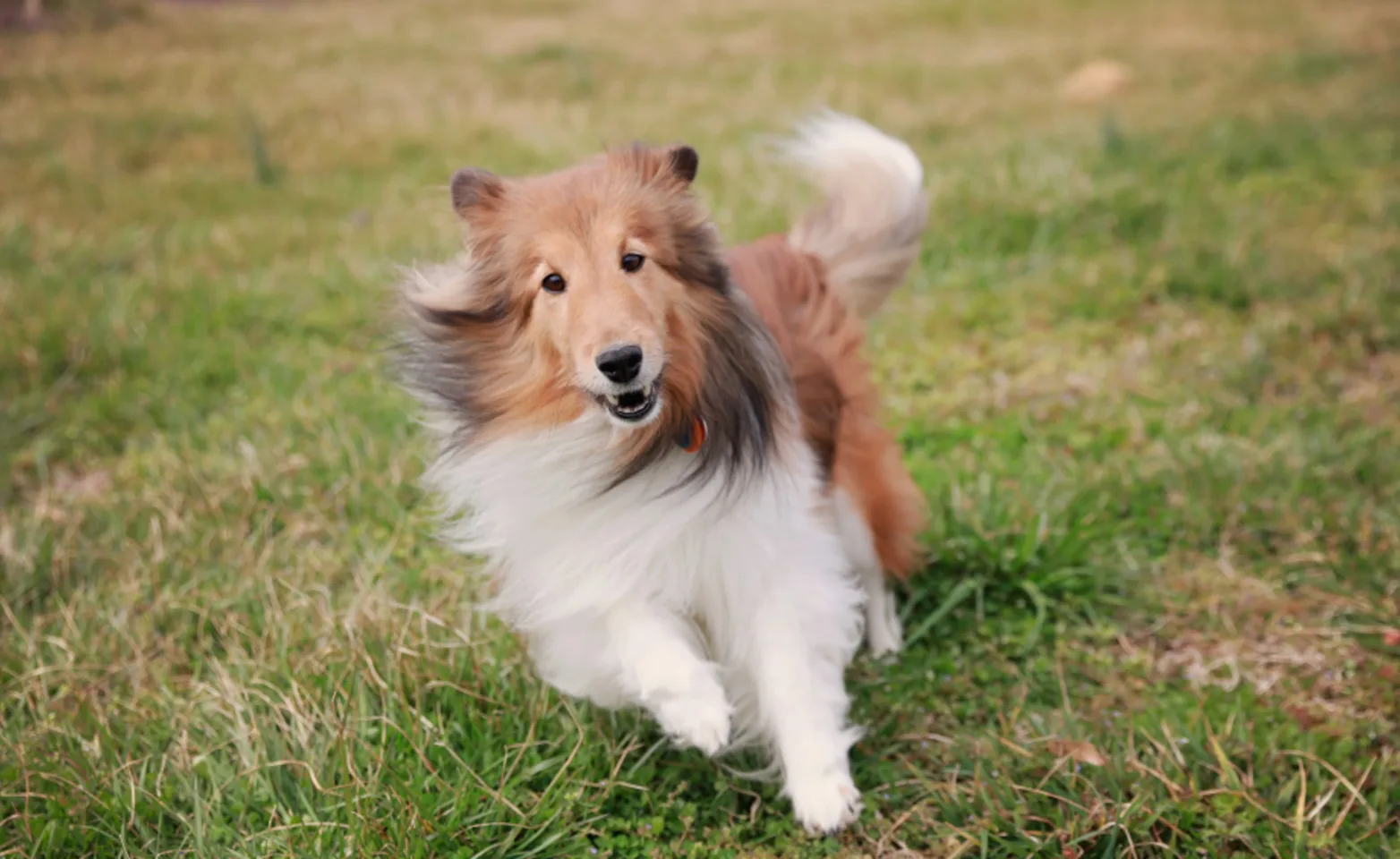 Dog running in grass at Ferry Farm Animal Clinic